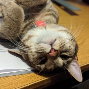 Meet your Posher, Chicara